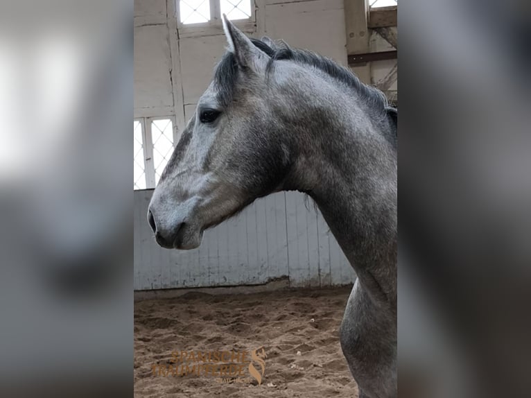 PRE Mestizo Caballo castrado 4 años 162 cm Tordo in Traventhal