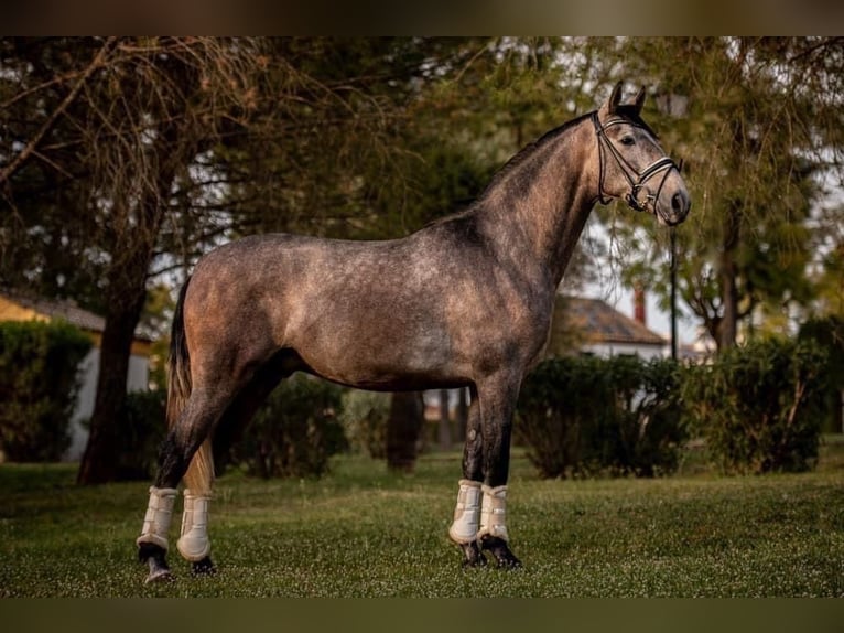 PRE Mestizo Caballo castrado 4 años 162 cm Tordo rodado in Martfeld