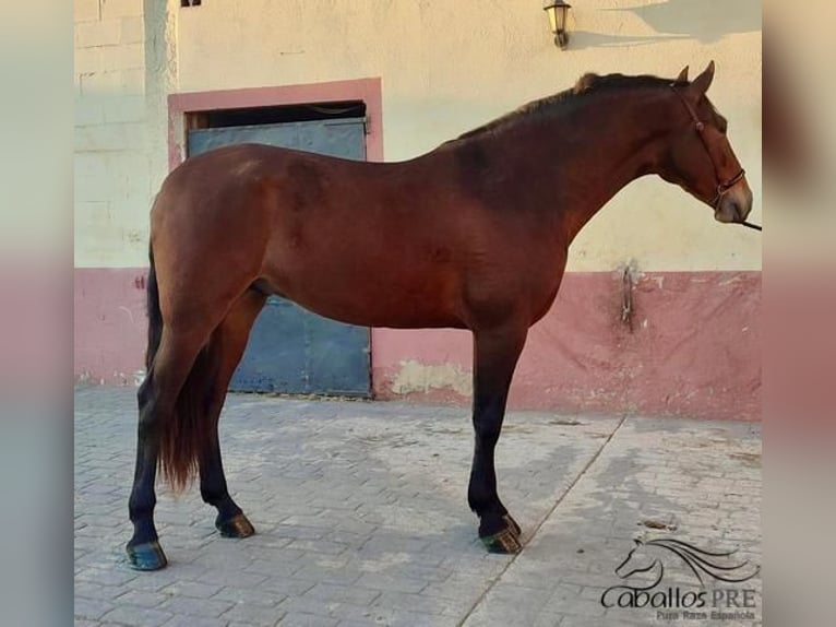 PRE Mestizo Caballo castrado 4 años 163 cm Castaño in Barcelona