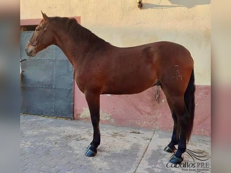 PRE Mestizo Caballo castrado 4 años 163 cm Castaño in Barcelona