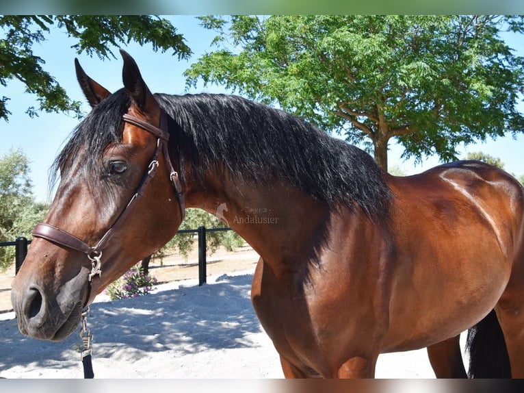 PRE Mestizo Caballo castrado 4 años 163 cm Castaño oscuro in Provinz Granada