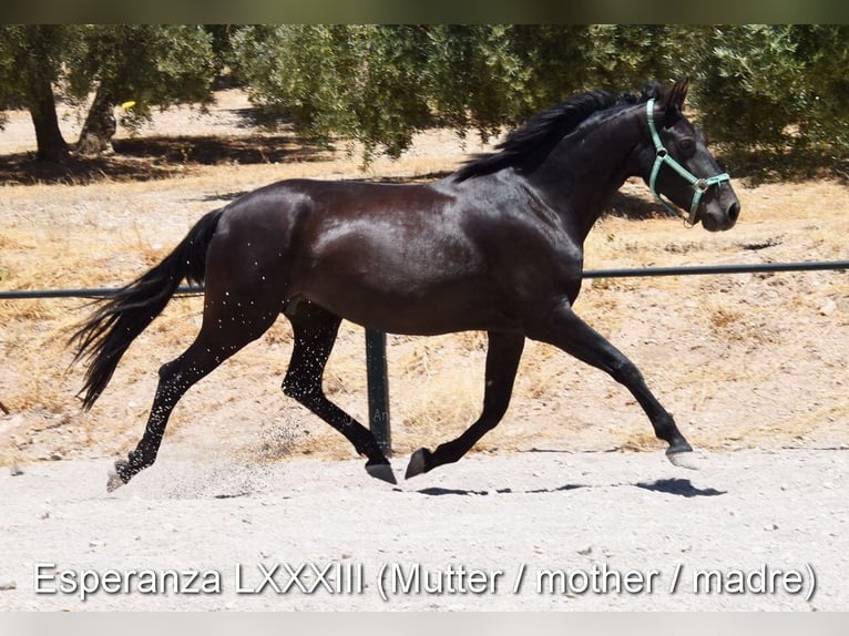PRE Mestizo Caballo castrado 4 años 163 cm Castaño oscuro in Provinz Granada