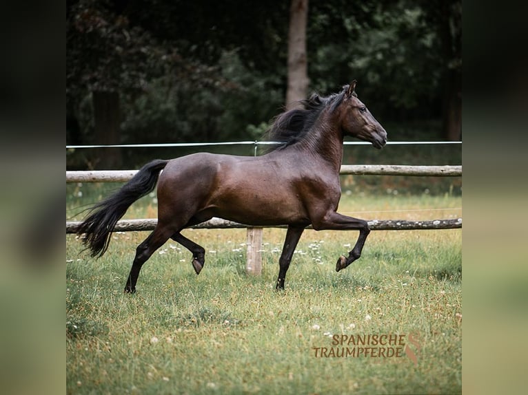 PRE Mestizo Caballo castrado 4 años 163 cm Negro in Traventhal