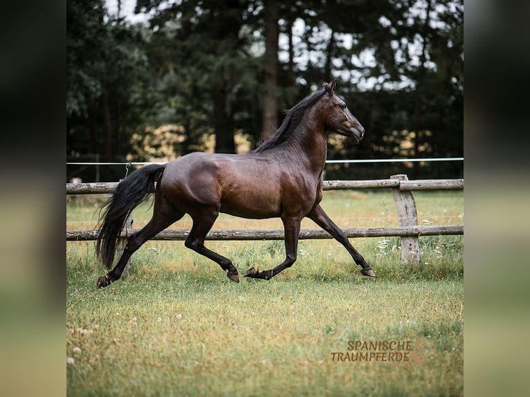 PRE Mestizo Caballo castrado 4 años 163 cm Negro in Traventhal