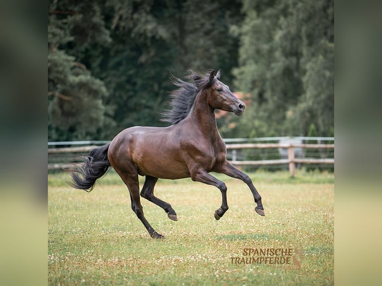 PRE Mestizo Caballo castrado 4 años 163 cm Negro in Traventhal