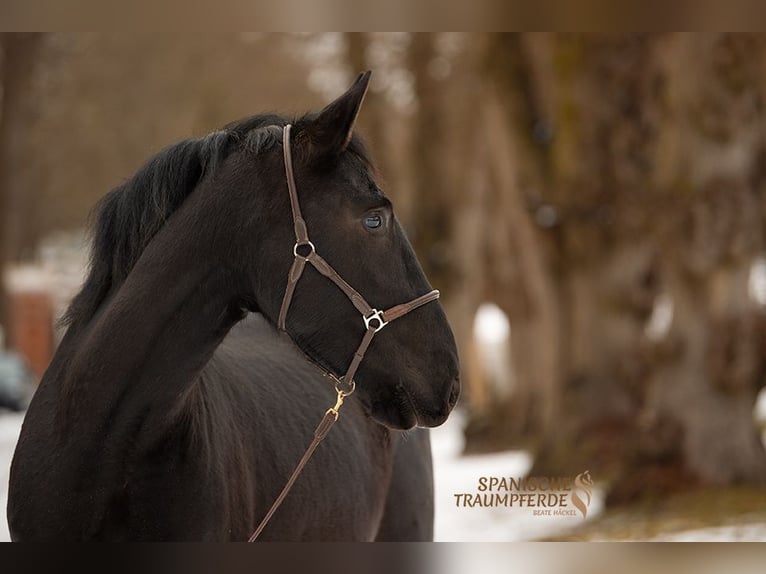 PRE Mestizo Caballo castrado 4 años 163 cm Negro in Traventhal