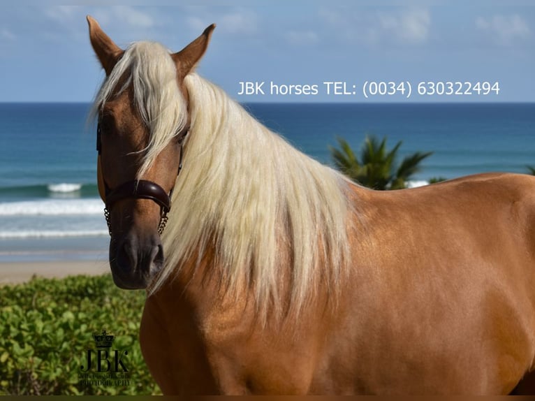 PRE Caballo castrado 4 años 163 cm Palomino in Tabernas Almería
