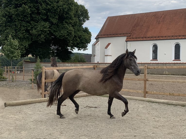 PRE Mestizo Caballo castrado 4 años 163 cm Tordo in Dürmentingen