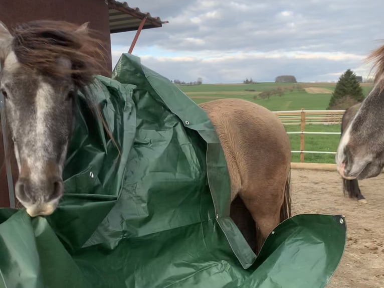 PRE Mestizo Caballo castrado 4 años 163 cm Tordo in Dürmentingen