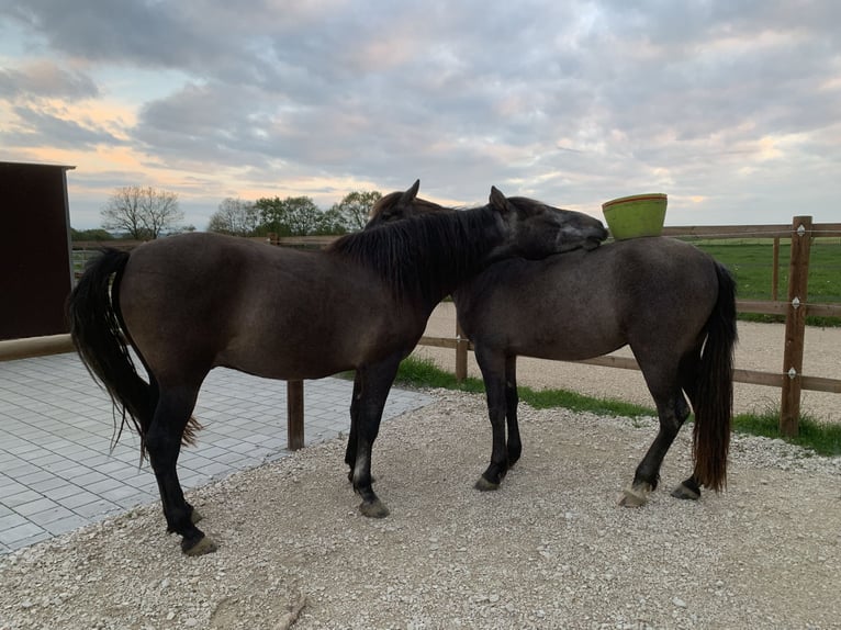 PRE Mestizo Caballo castrado 4 años 163 cm Tordo in Dürmentingen