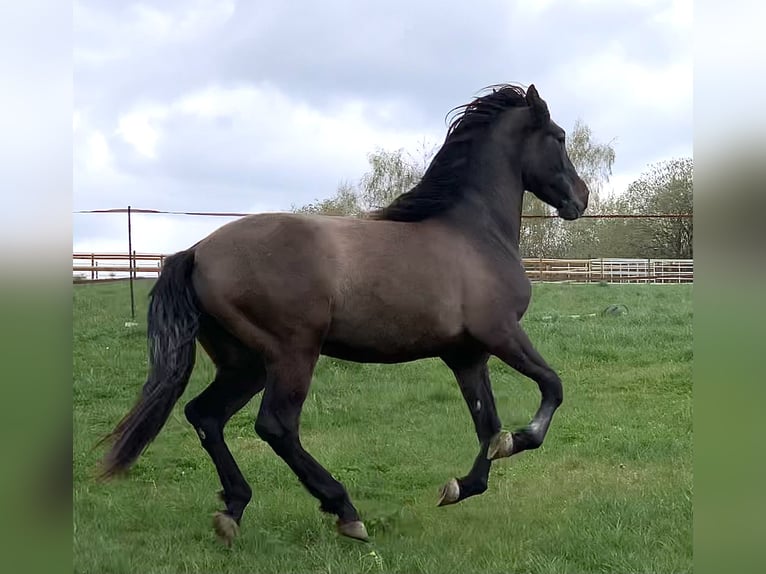 PRE Mestizo Caballo castrado 4 años 163 cm Tordo in Dürmentingen