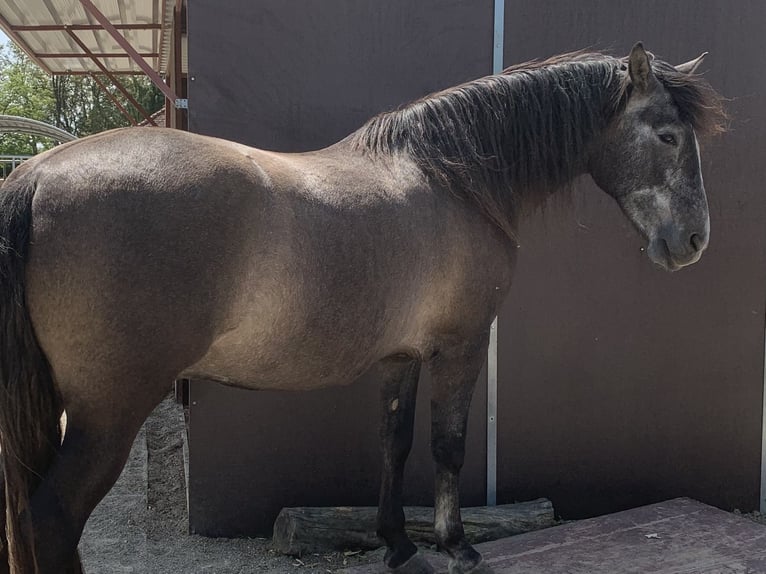 PRE Mestizo Caballo castrado 4 años 163 cm Tordo in Dürmentingen