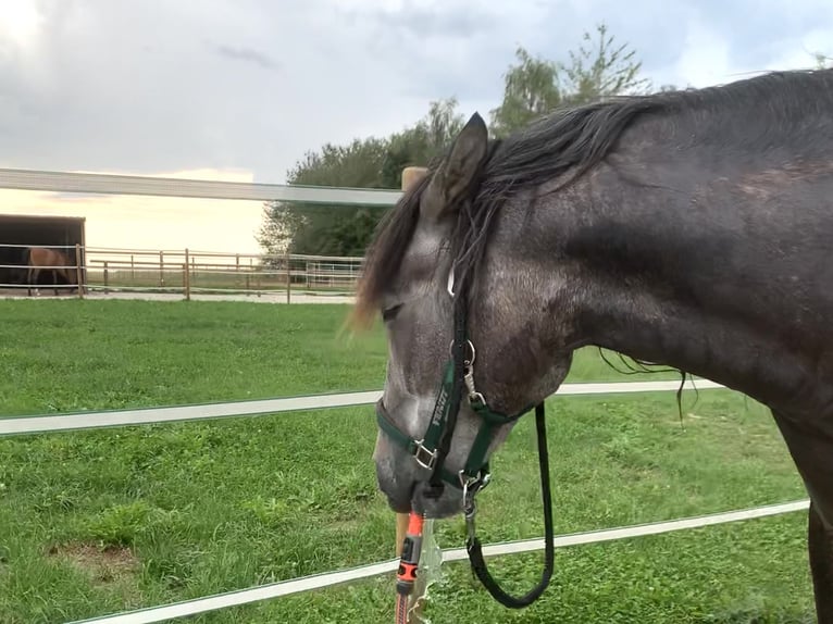 PRE Mestizo Caballo castrado 4 años 163 cm Tordo in Dürmentingen