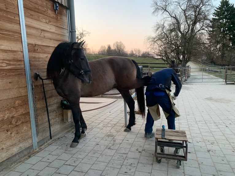 PRE Mestizo Caballo castrado 4 años 163 cm Tordo in Dürmentingen