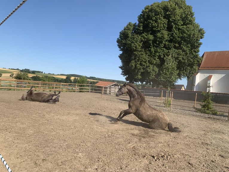 PRE Mestizo Caballo castrado 4 años 163 cm Tordo in Dürmentingen