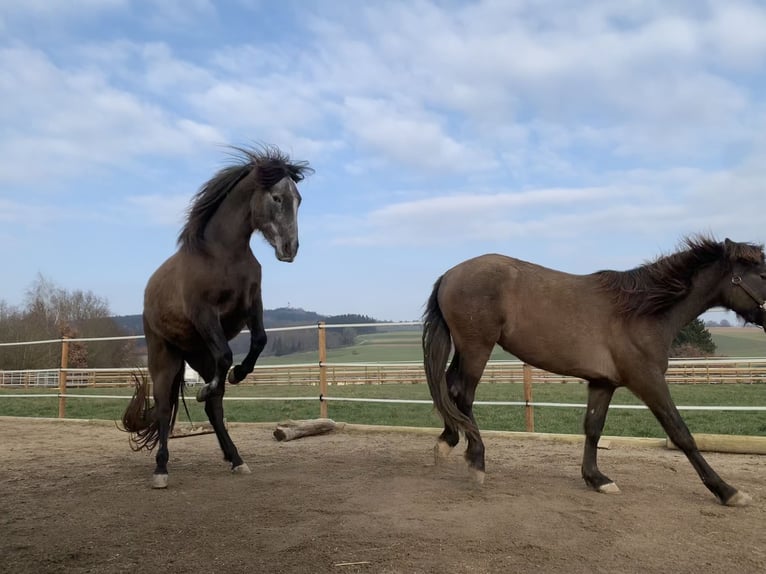 PRE Mestizo Caballo castrado 4 años 163 cm Tordo in Dürmentingen