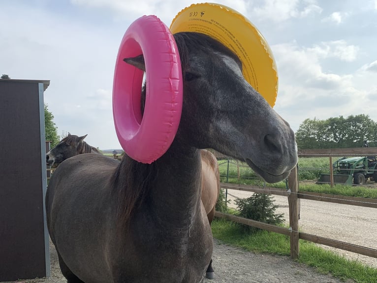 PRE Mestizo Caballo castrado 4 años 163 cm Tordo in Dürmentingen