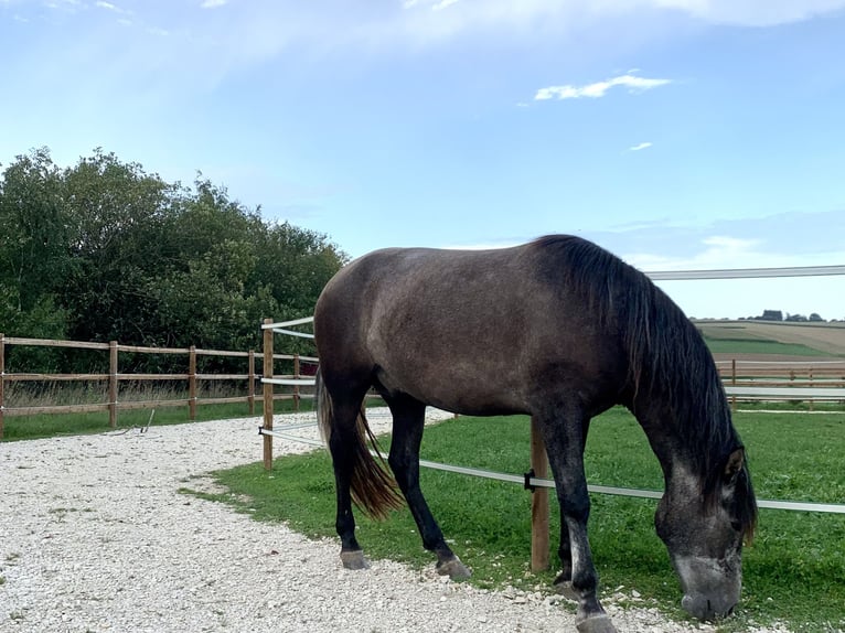 PRE Mestizo Caballo castrado 4 años 163 cm Tordo in Dürmentingen