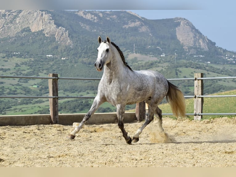 PRE Mestizo Caballo castrado 4 años 163 cm Tordo in Las Piñas