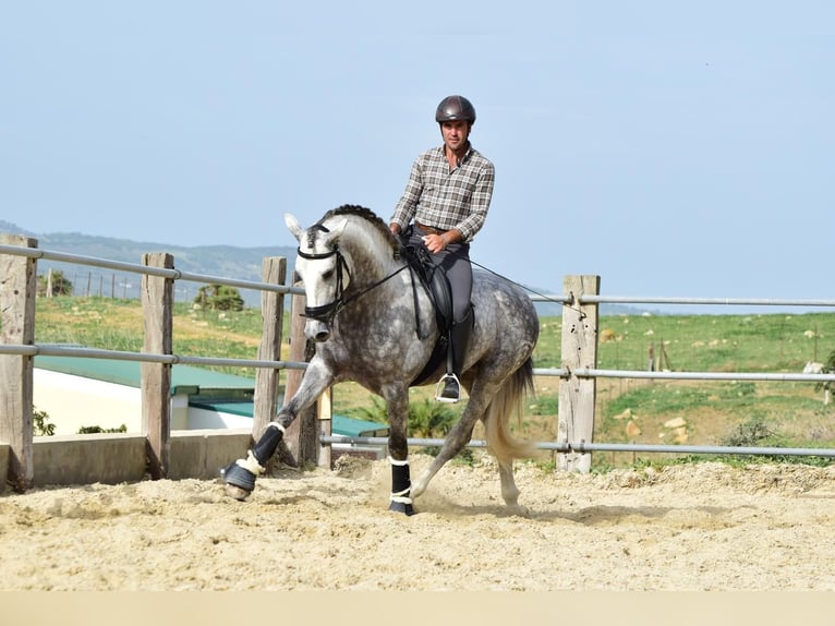 PRE Mestizo Caballo castrado 4 años 163 cm Tordo in Las Piñas