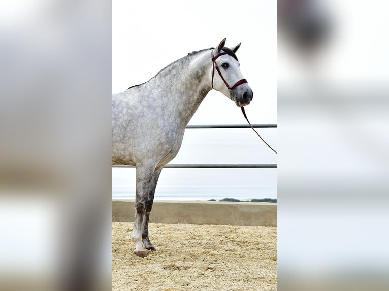 PRE Mestizo Caballo castrado 4 años 163 cm Tordo in Las Piñas