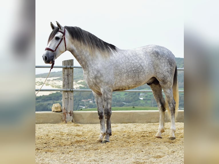 PRE Mestizo Caballo castrado 4 años 163 cm Tordo in Las Piñas