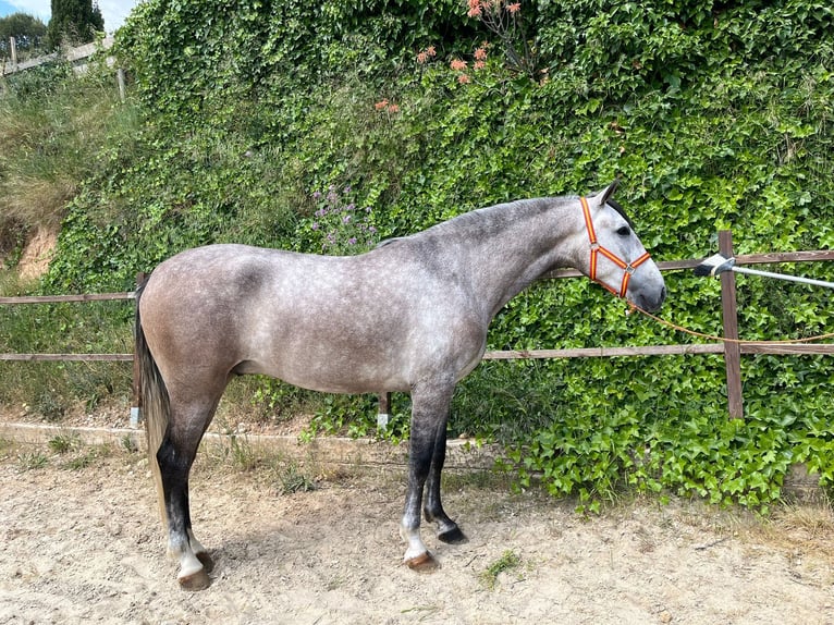 PRE Mestizo Caballo castrado 4 años 163 cm Tordo in Terrassa