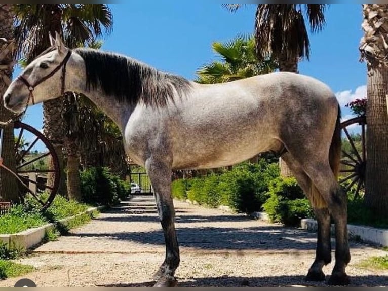 PRE Mestizo Caballo castrado 4 años 163 cm Tordo rodado in Martfeld