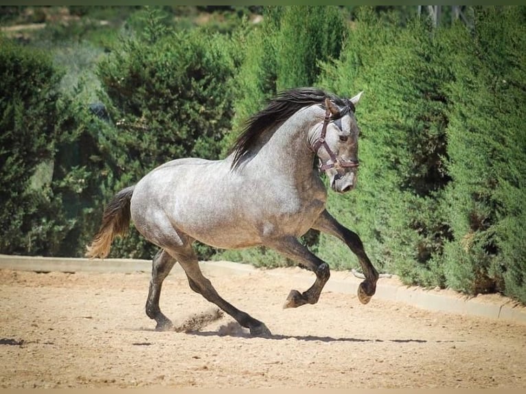 PRE Mestizo Caballo castrado 4 años 163 cm Tordo rodado in Martfeld