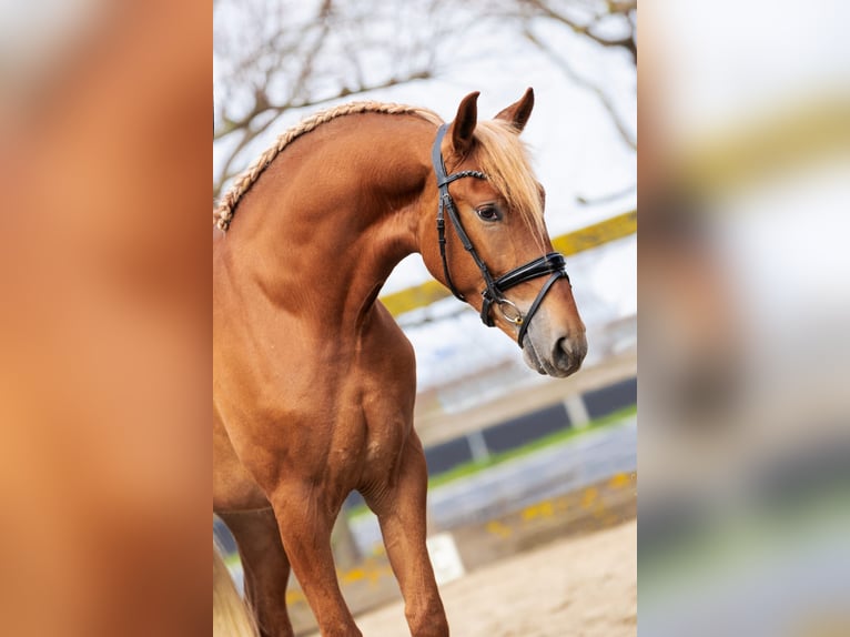 PRE Mestizo Caballo castrado 4 años 164 cm Alazán in Sm