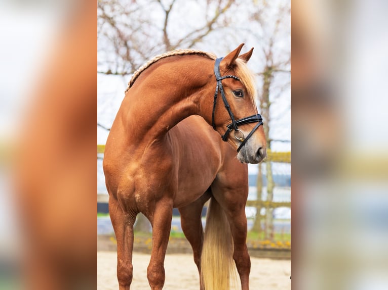 PRE Mestizo Caballo castrado 4 años 164 cm Alazán in Sm