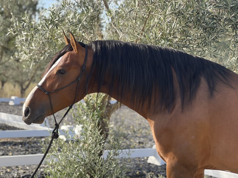 PRE Caballo castrado 4 años 164 cm Castaño in Malaga