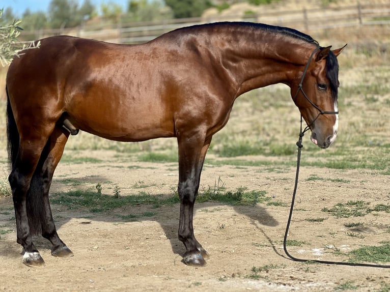 PRE Caballo castrado 4 años 164 cm Castaño in Malaga