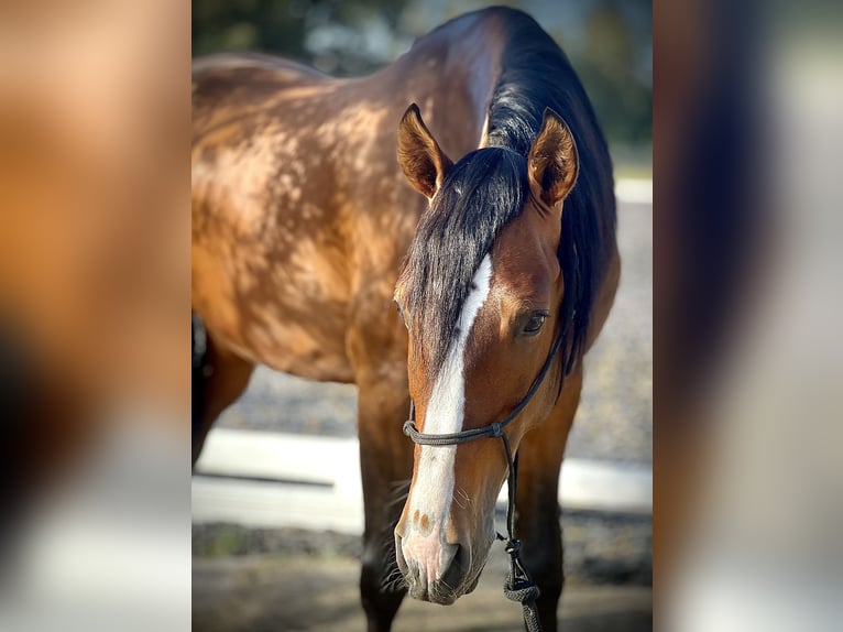 PRE Caballo castrado 4 años 164 cm Castaño in Malaga