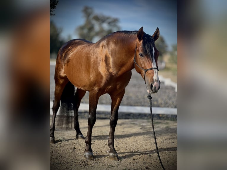 PRE Caballo castrado 4 años 164 cm Castaño in Malaga