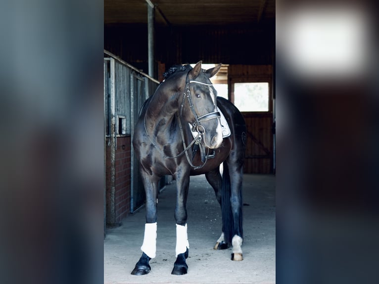 PRE Mestizo Caballo castrado 4 años 164 cm Negro in Br&#xF6;then