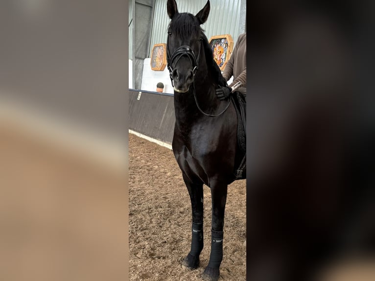 PRE Mestizo Caballo castrado 4 años 164 cm Negro in Sottrum