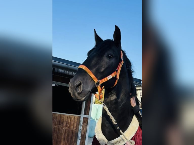 PRE Mestizo Caballo castrado 4 años 164 cm Negro in Sottrum