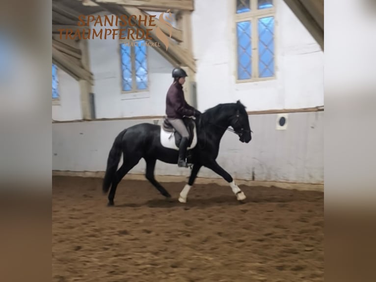 PRE Mestizo Caballo castrado 4 años 164 cm Negro in Traventhal