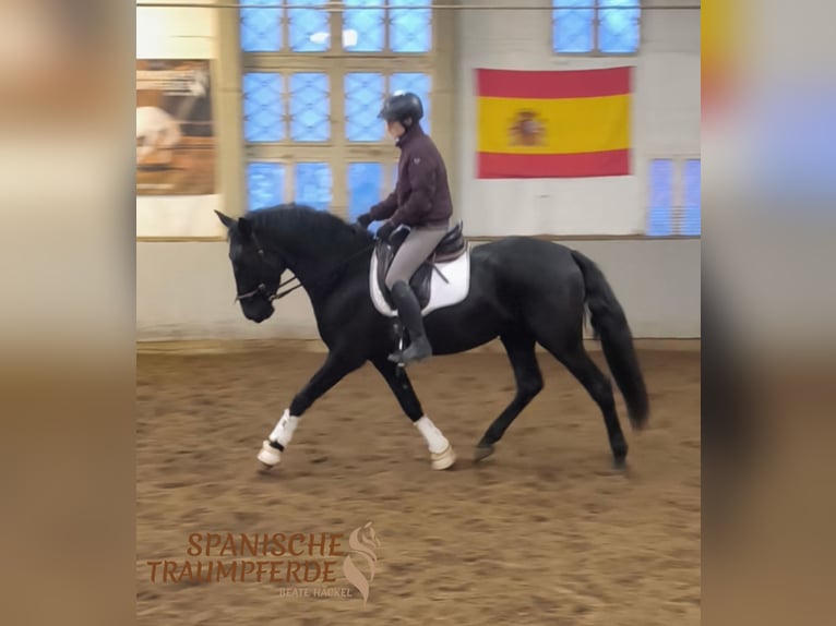 PRE Mestizo Caballo castrado 4 años 164 cm Negro in Traventhal