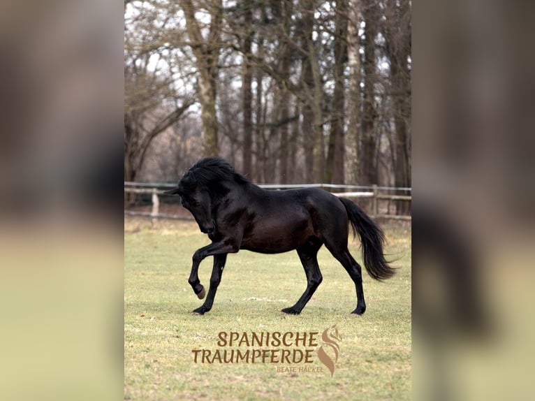 PRE Mestizo Caballo castrado 4 años 164 cm Negro in Traventhal