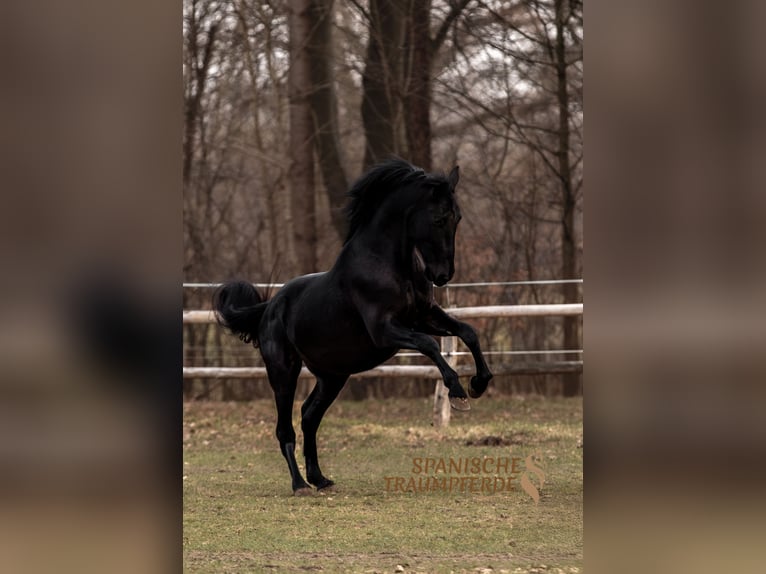 PRE Mestizo Caballo castrado 4 años 164 cm Negro in Traventhal