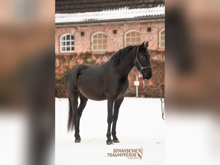 PRE Mestizo Caballo castrado 4 años 164 cm Negro in Traventhal