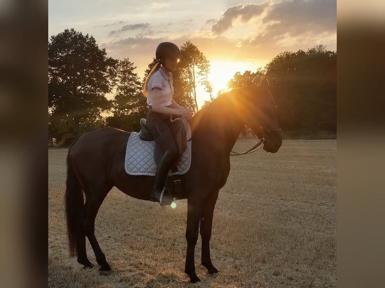 PRE Mestizo Caballo castrado 4 años 164 cm Negro in Traventhal