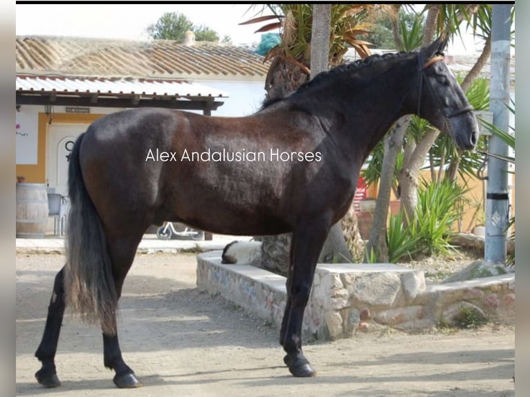 PRE Mestizo Caballo castrado 4 años 164 cm Tordo in Sevilla