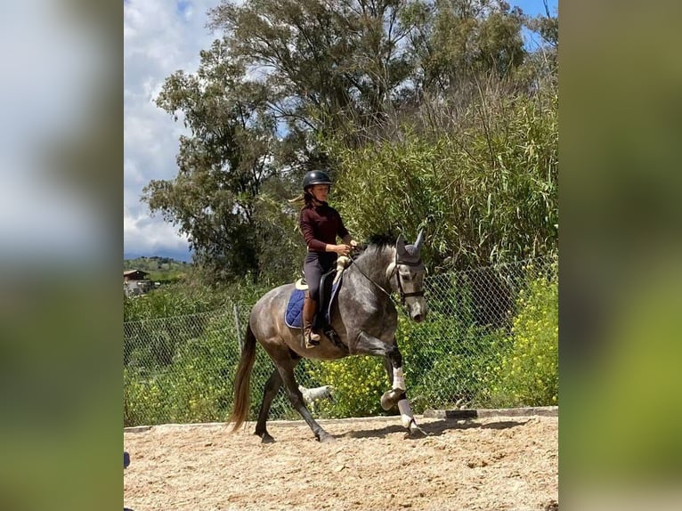 PRE Caballo castrado 4 años 164 cm Tordo in Málaga
