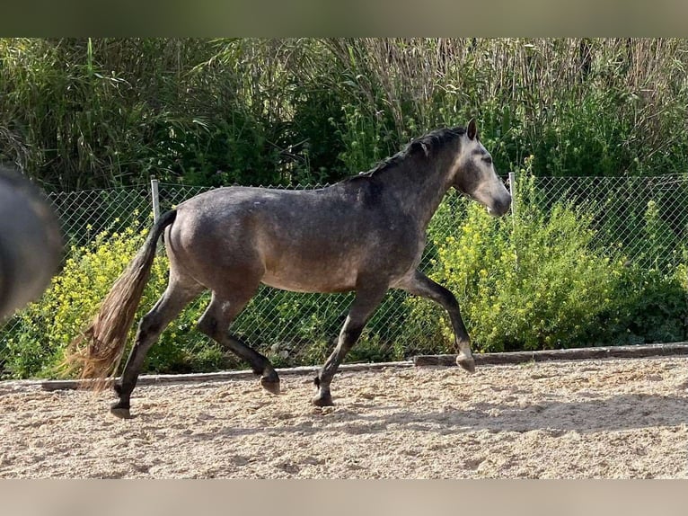 PRE Caballo castrado 4 años 164 cm Tordo in Málaga