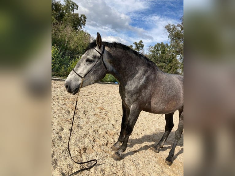 PRE Caballo castrado 4 años 164 cm Tordo in Málaga
