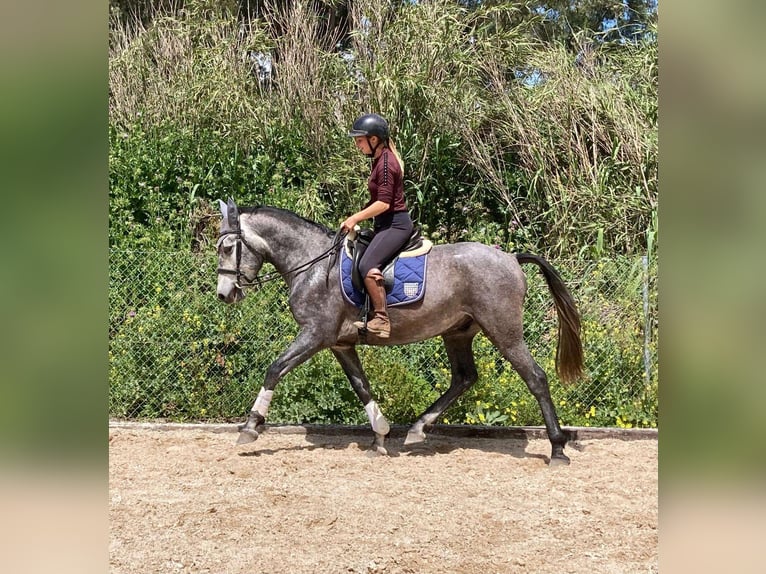 PRE Caballo castrado 4 años 164 cm Tordo in Málaga