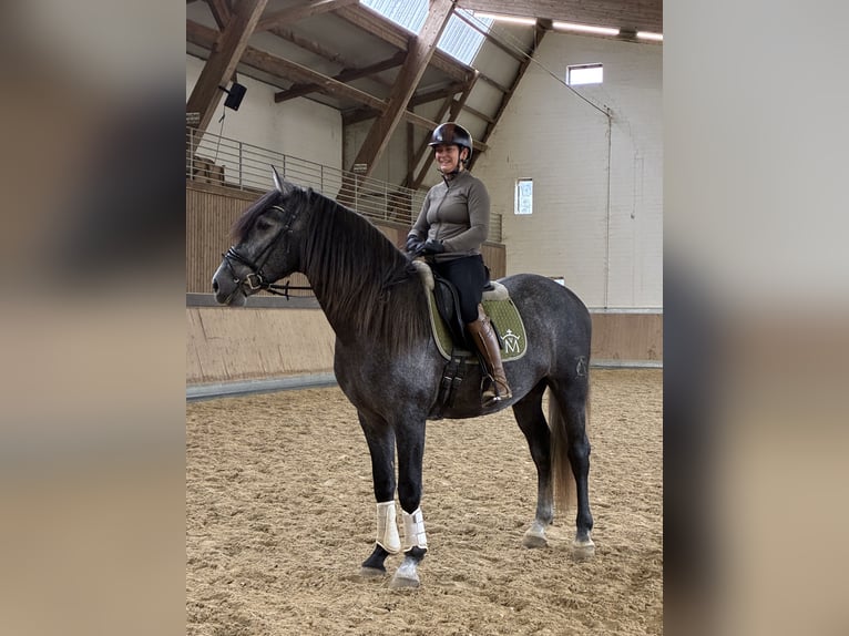 PRE Mestizo Caballo castrado 4 años 164 cm Tordo in Warendorf